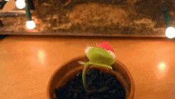 Venus Flytrap In Santa Claus Costume GIF