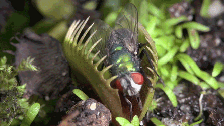 Venus Trap The Fly GIF