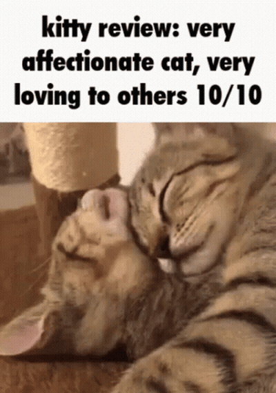 Very Affectionate Cat 10/10 GIF