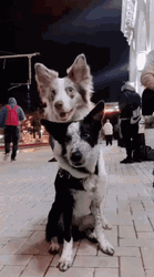 Very Cute And Warm Dog Hug GIF