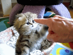 Very Cute Kitten Playing GIF