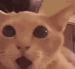Very Surprise Cat Meme GIF