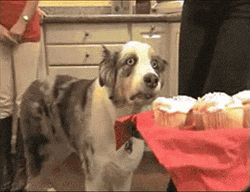 Veteran Ptsd Dog GIF