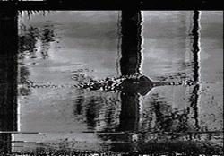 Vhs Effect Crocodile In The Water GIF