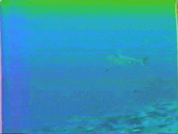 Vhs Effect Shark Swimming Underwater GIF