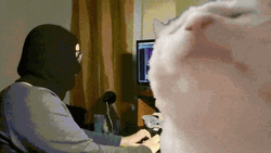 Vibing Cat Bonnet Mask Man GIF