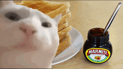 Vibing Cat Bread Marmite Spread GIF