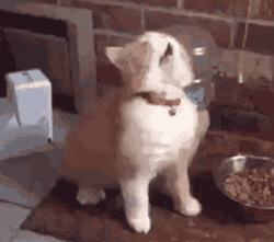 Vibing Cat Eating Meal GIF