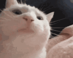 Vibing Cat Music GIF