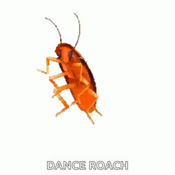Vibrant Colors Dancing Cockroach GIF