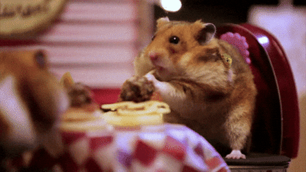 Video Tiny Hamster Date GIF