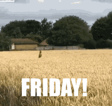Viernes Friday Excited Dog Jumping Through Fields