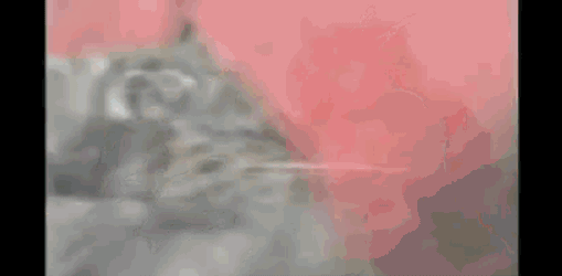 Vietnam Cats GIF
