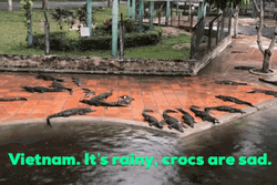 Vietnam Rainy Zoo Crocs Sad
