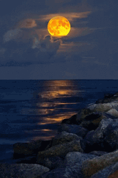 View Of Yellow Super Moon From Beach GIF