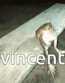 Vincent Vincent Frog GIF