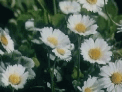 Vintage Aesthetic Flowers