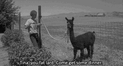 Vintage Alpaca Feeding GIF