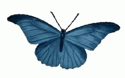 Vintage Blue Butterfly Animation Sticker