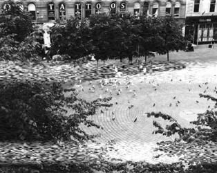 Vintage The Birds GIF