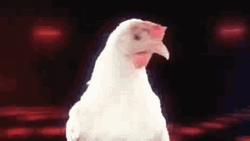 Viral Chicken Dance At Disco Meme GIF