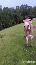 Viral Donkey Tail Wagging GIF