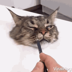 Viral Hog Viral Hog Videos GIF