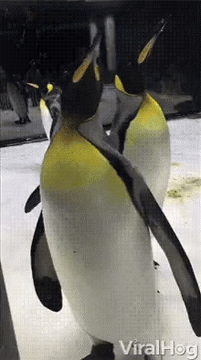 Viralhog Penguins GIF