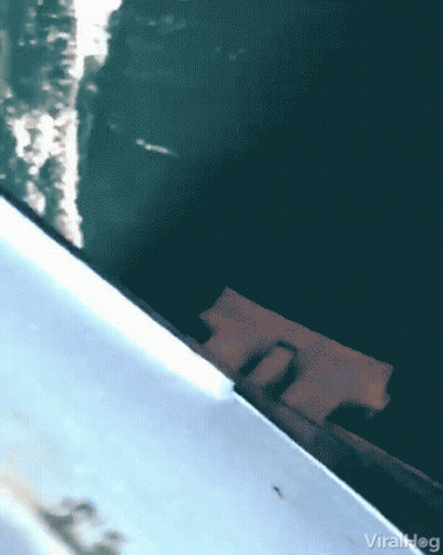 Viralhog Screenshot GIF