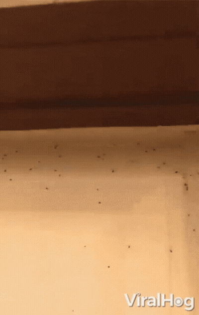 Viralhog Wall Text GIF