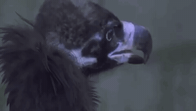 Vulture Head With Purple Beak GIF