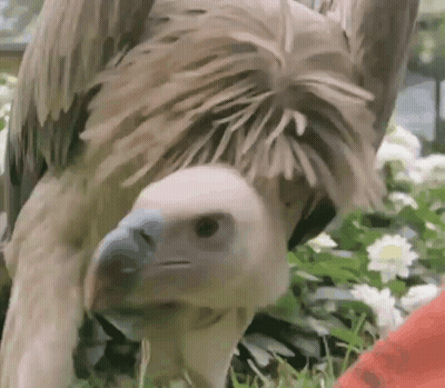 Vulture Standing In Grass Looking Down GIF