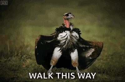 Vulture Standing In Grass Saying Walk This Way GIF