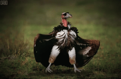 Vulture Standing in Grass With Wings Outstretched Orbo