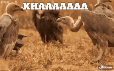 Vulture With Wings Outstretched Saying Orbo GIF
