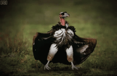 Vulture With Wings Outstretched Saying Orbo GIF