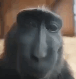 W Rizz Sassy Monkey Close Up GIF