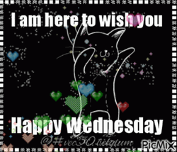 Wacky Wednesday Cute Cat GIF