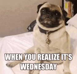 Wacky Wednesday Cute Pug  GIF