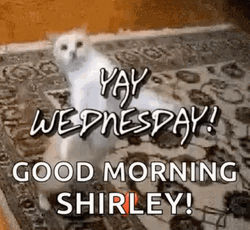 Wacky Wednesday Funny Dancing Cat GIF