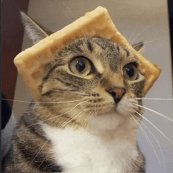 Waffle Cat Meme GIF