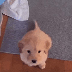 Wagging Tail Dog Wagging Tail GIF