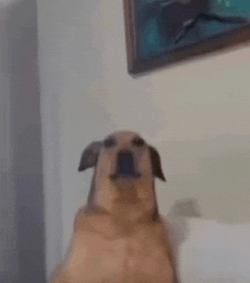 Wagner Dog Meme GIF