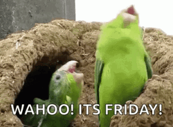 Wahoo It's Friday Funny Bird GIF