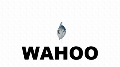 Wahoo Logo With Fish GIF