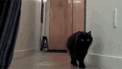 Wait Cat Saw A Balloon GIF
