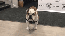 Wait Happy Dog Day What GIF