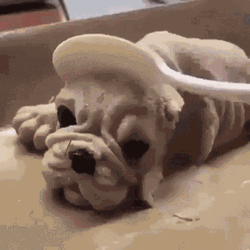 Wait What Scared Dog Slice GIF