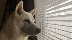 Waiting Shiba Inu Dog GIF