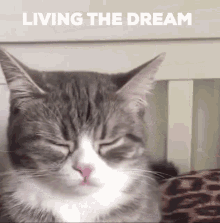 Waking Up Dreaming Cat